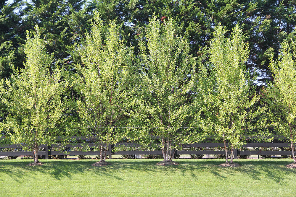 privacytrees privacytrees