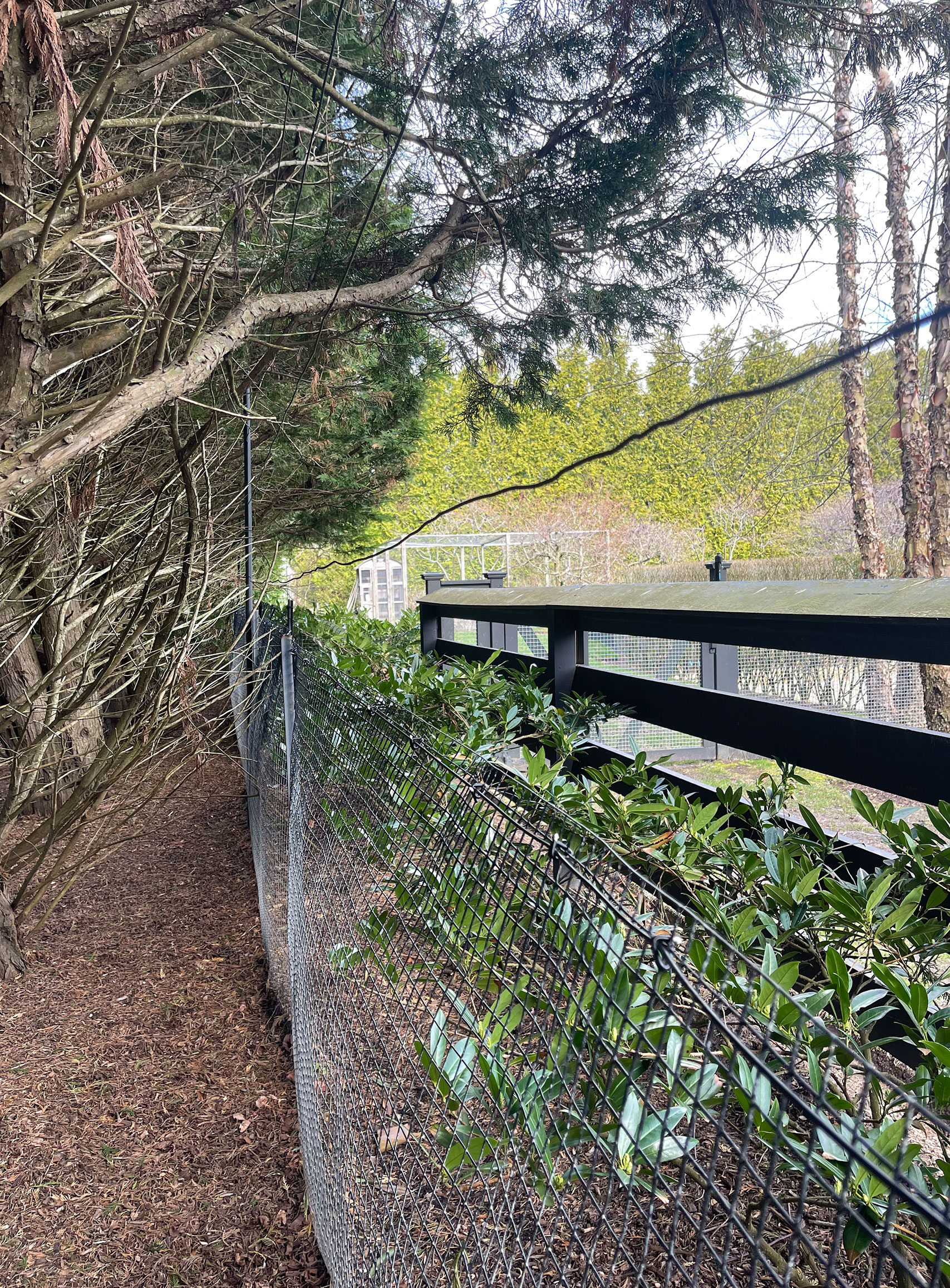 deerfencing4