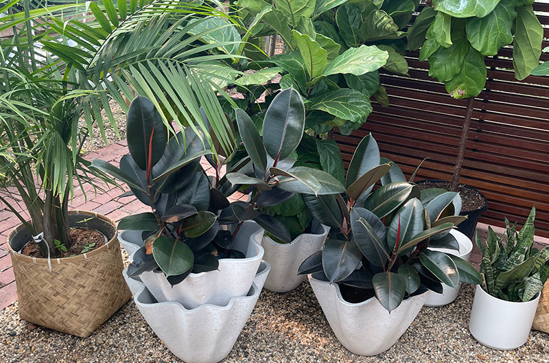 tropicals tropicals