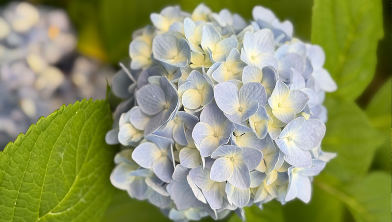 hydroblue hydroblue
